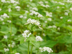 そばの花