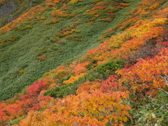 紅葉のはじまり