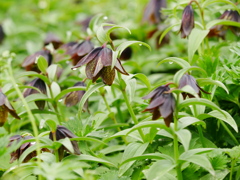 黒華