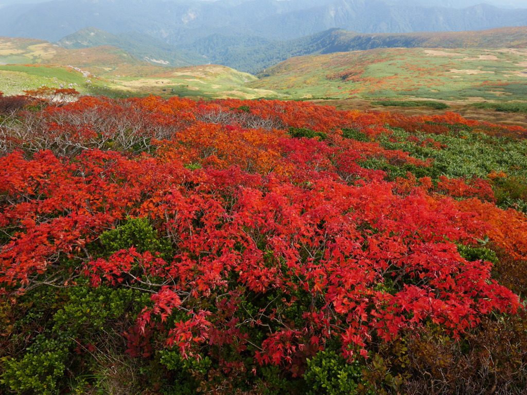 紅に染まる