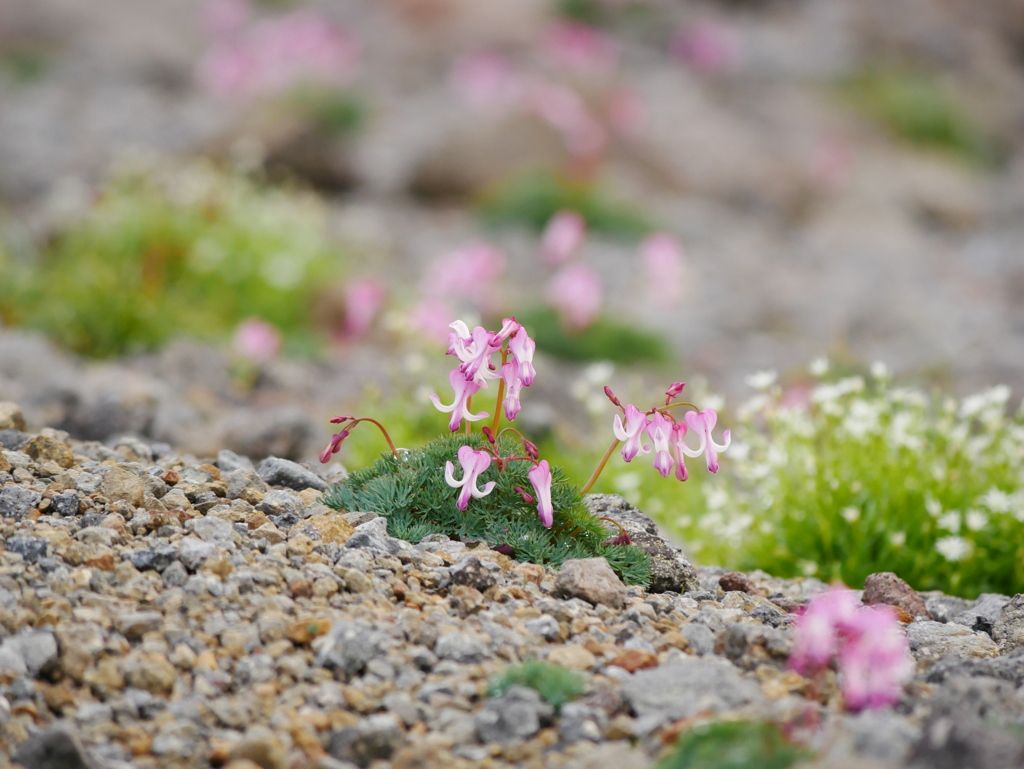 砂礫の華