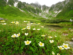 夏の花