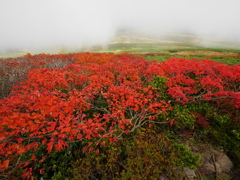 真紅の楓