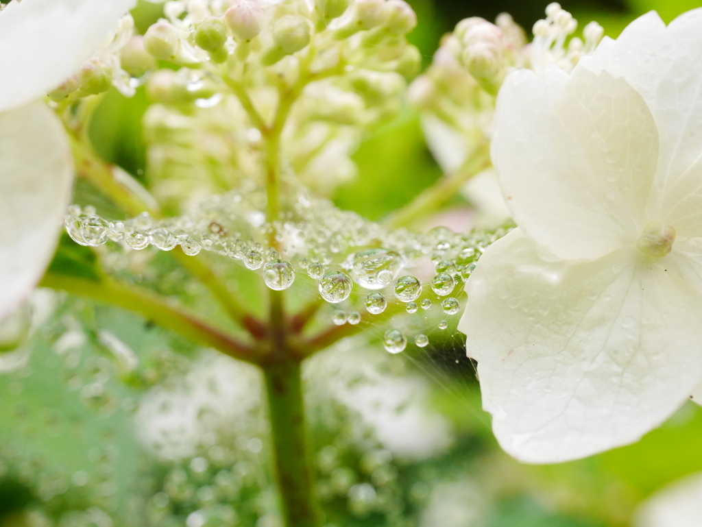 紫陽花と雫