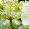 紫陽花と雫