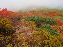 霞む紅葉