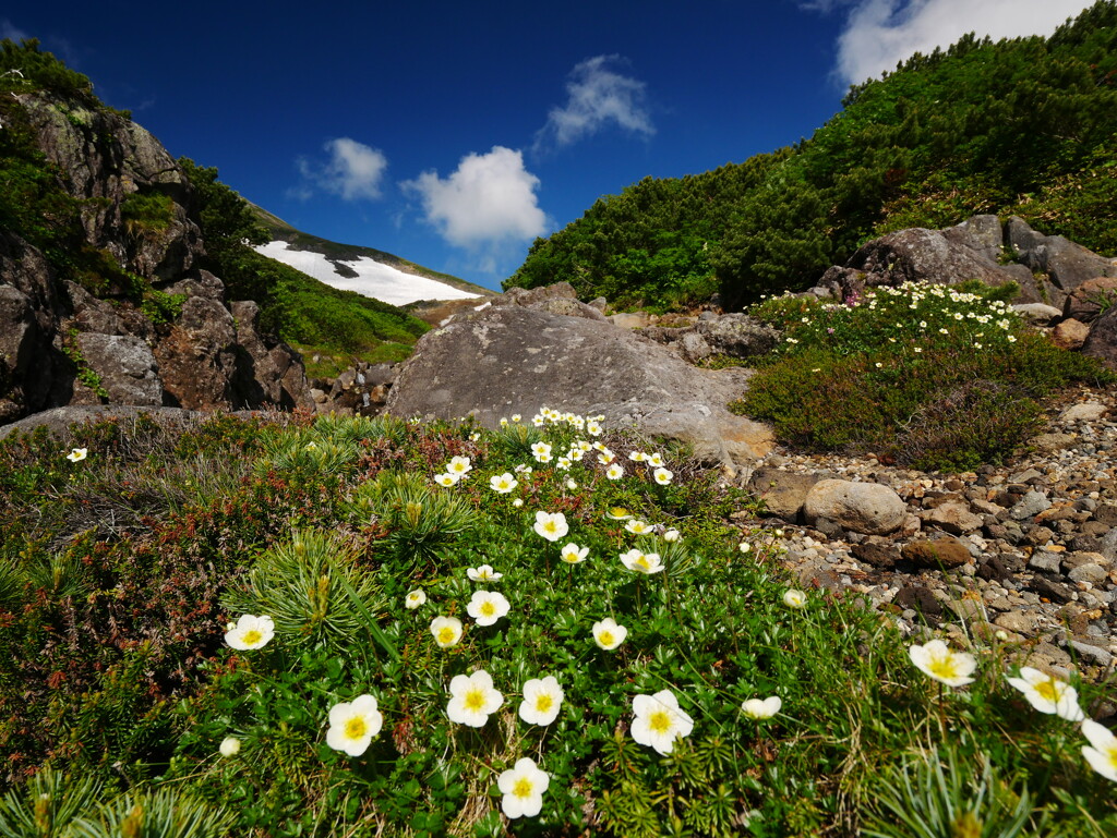 夏山のチングルマ