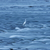 流れに佇む