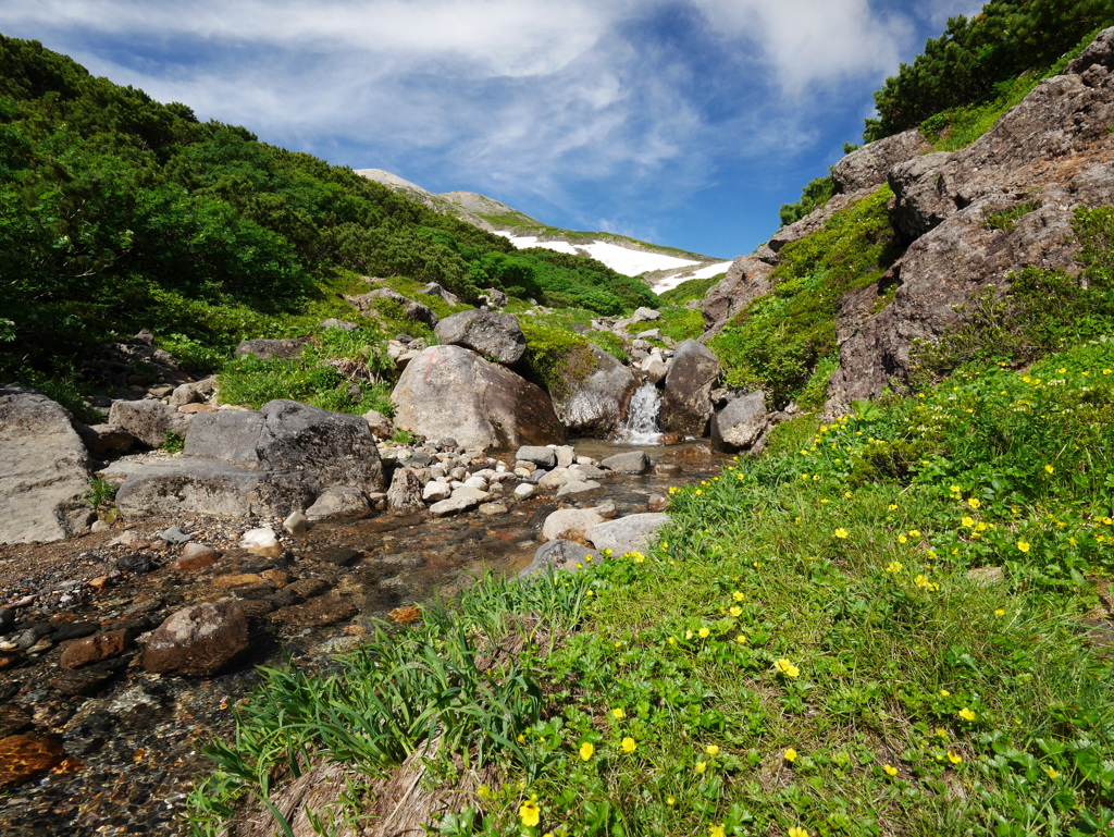 雪渓沢のお花畑