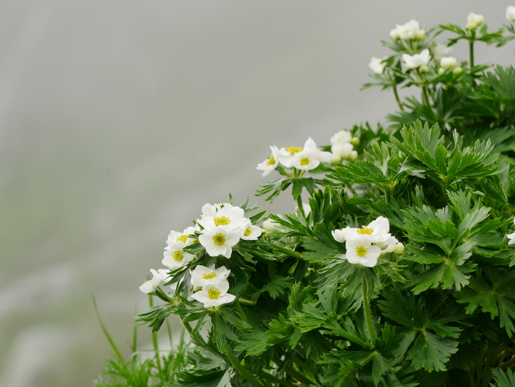 夏の白花