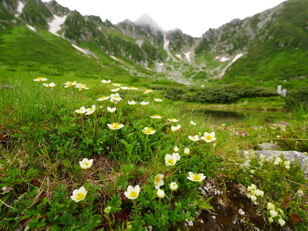 夏の花咲く千畳敷