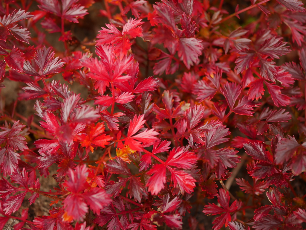 深紅に染まって