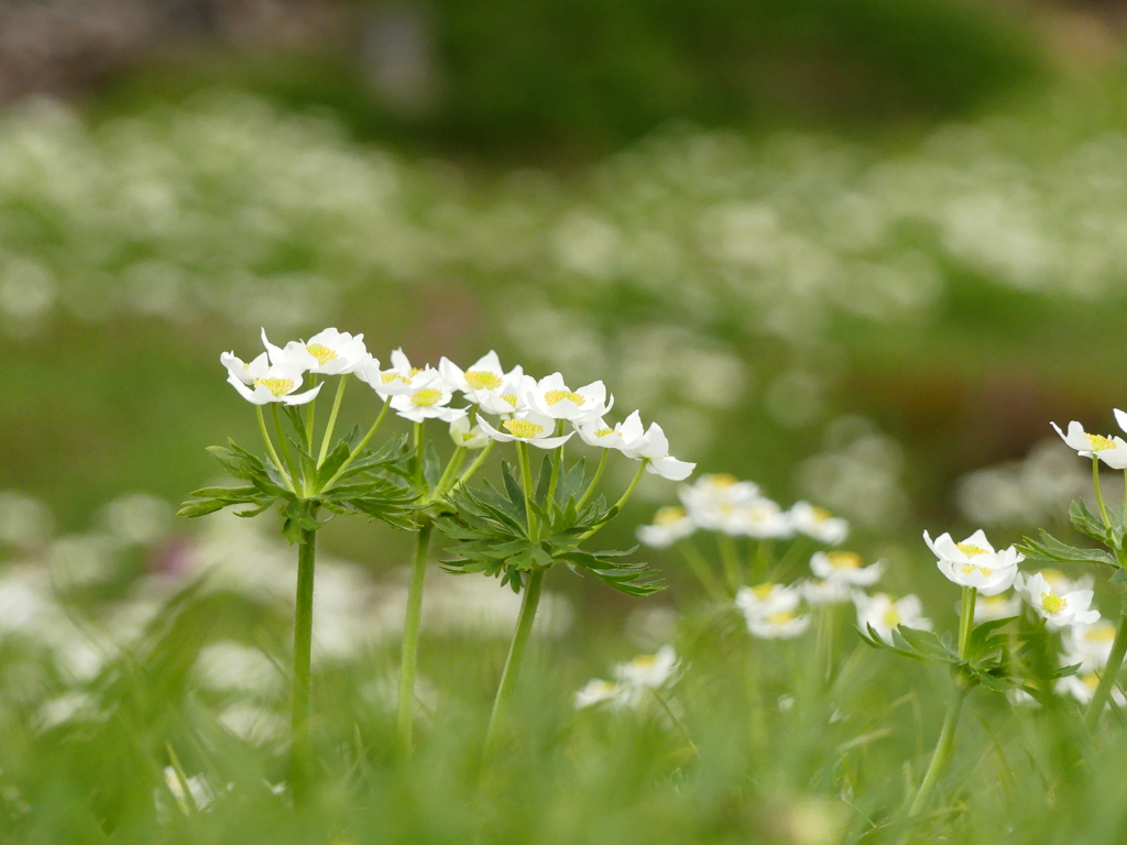 夏の白花