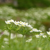 夏の白花