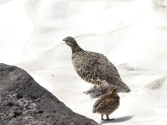 大雪渓の雷鳥親子