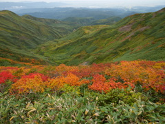 紅葉サンドイッチ