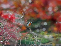 紅葉雨情