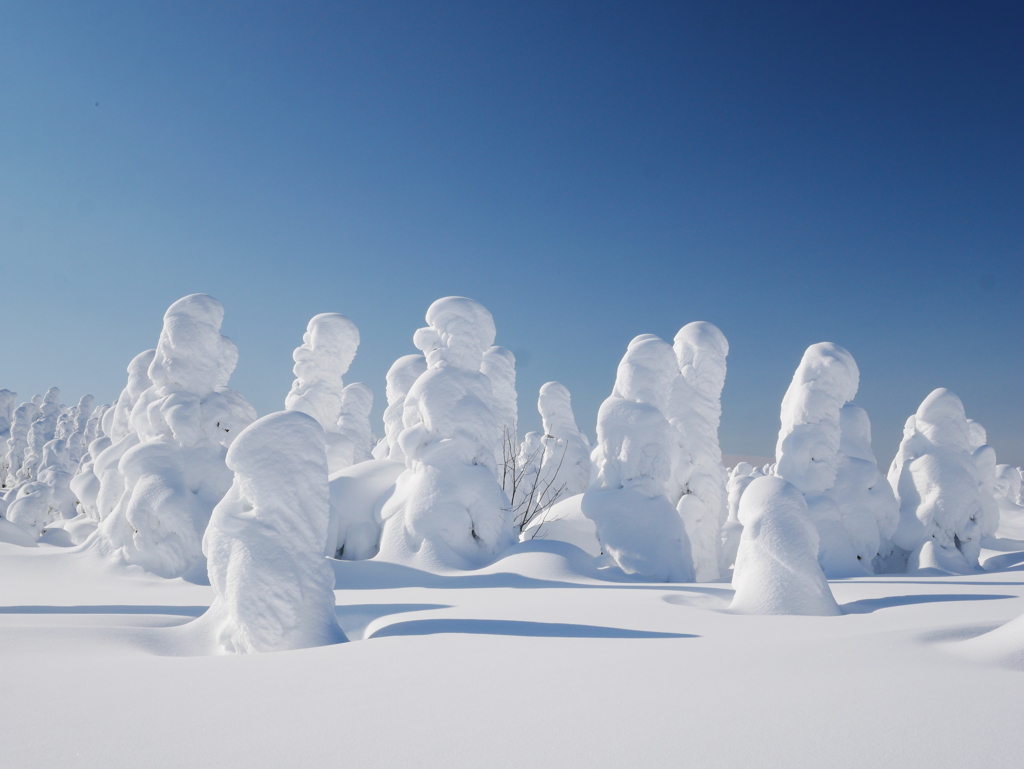 雪原の住人