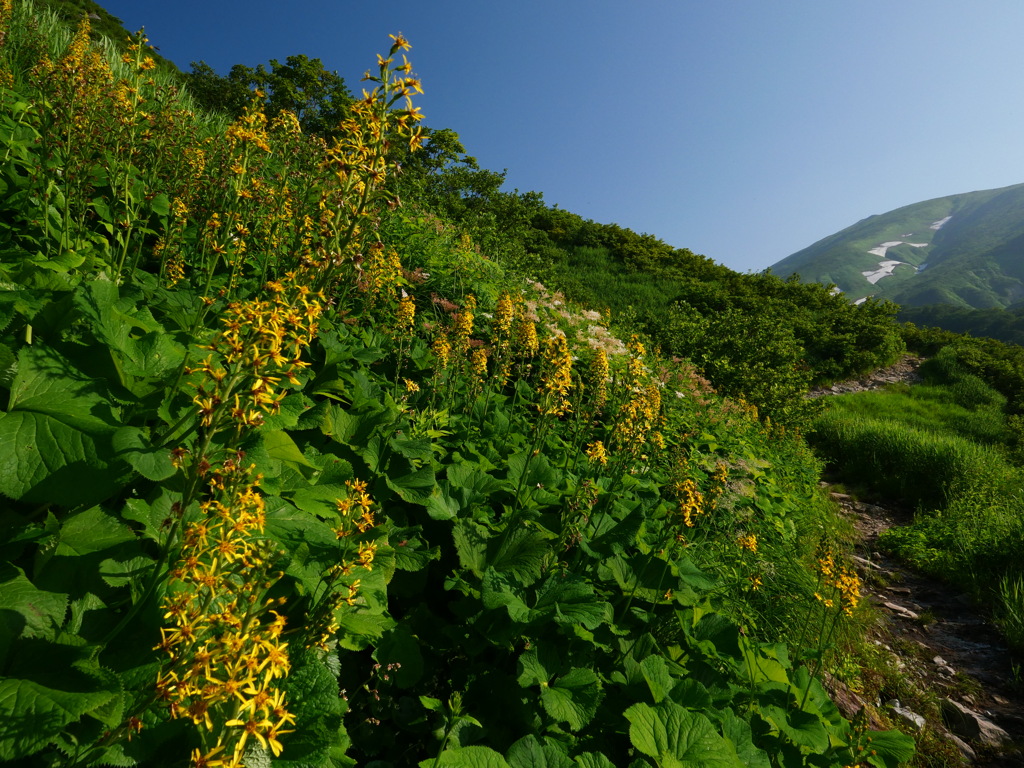 雄宝香