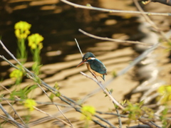 春の水辺