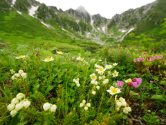 夏の彩り