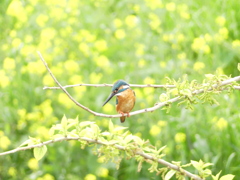 菜の花と翡翠