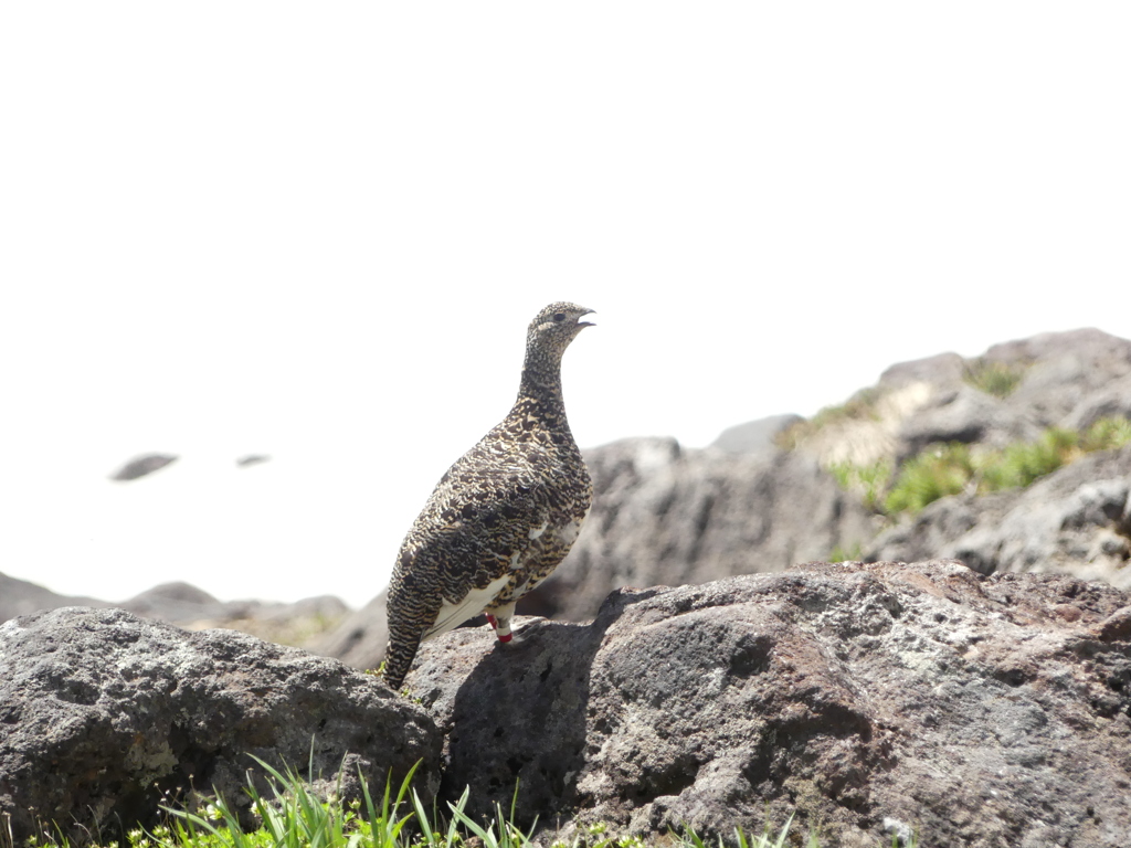 子を呼ぶ雷鳥