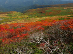 月山紅葉前線