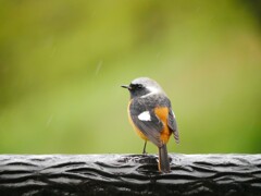 春雨尉鶲