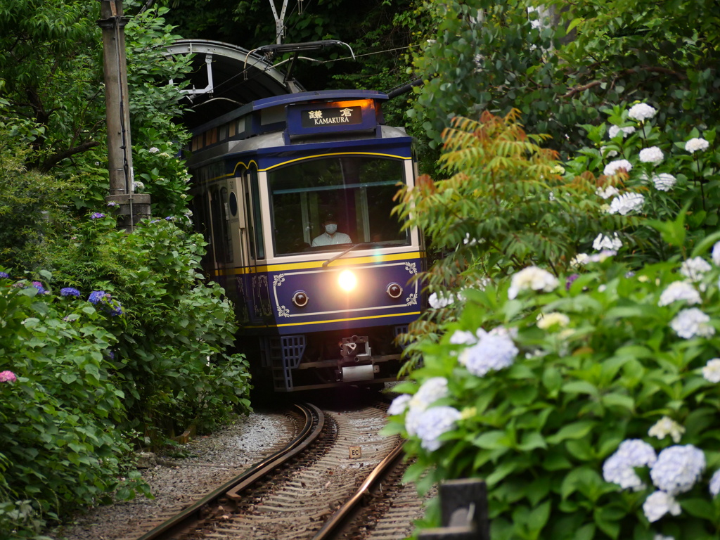 あじさい電車