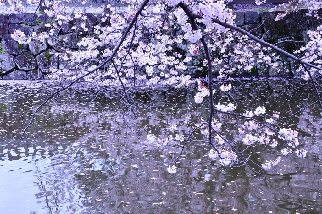 水面の桜