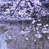 水面の桜
