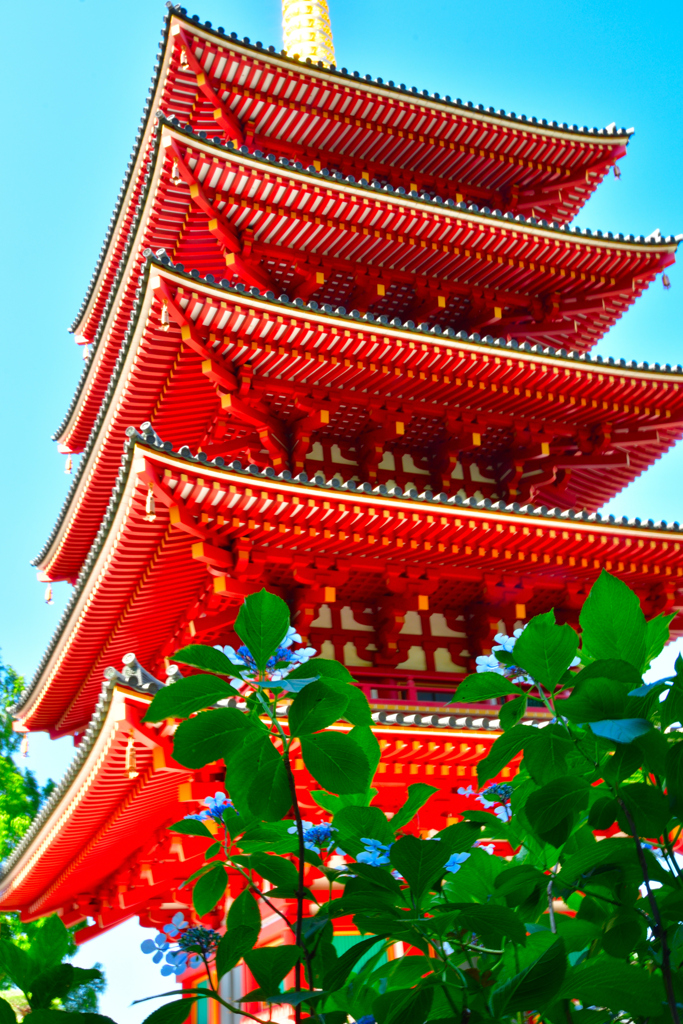 五重塔と紫陽花