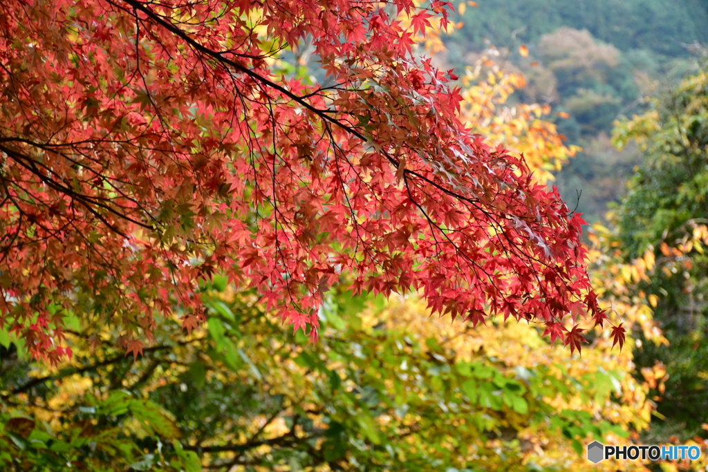 紅葉満開