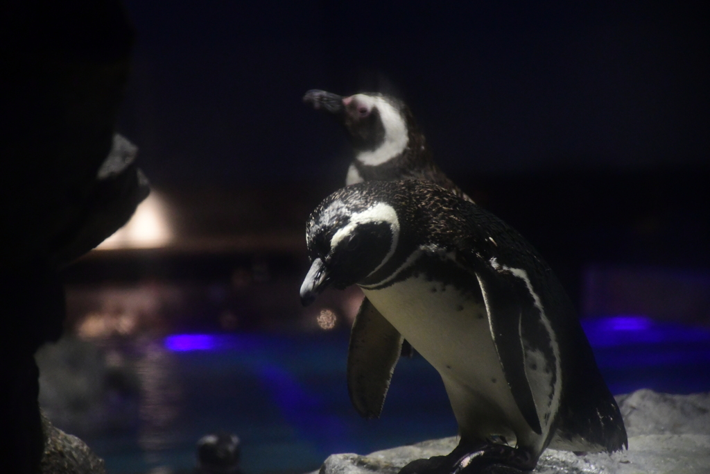 すみだ水族館_⑩