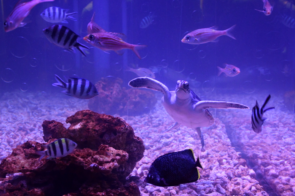 すみだ水族館_⑤