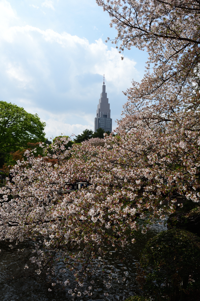 新宿御苑⑥