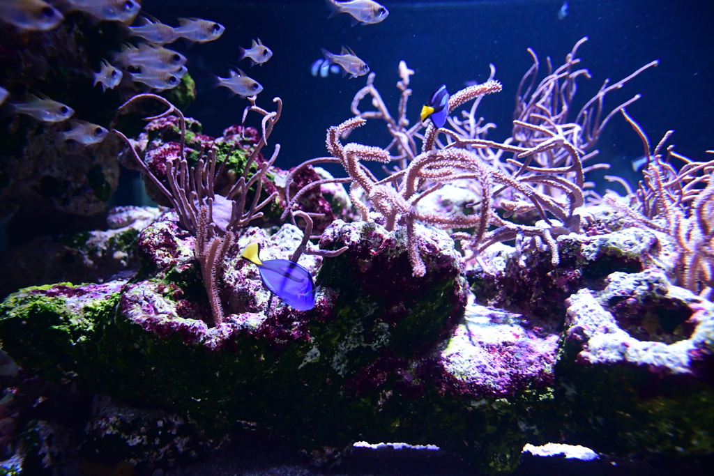 すみだ水族館_①
