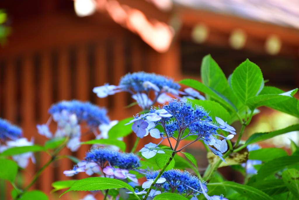 弁天堂の額紫陽花