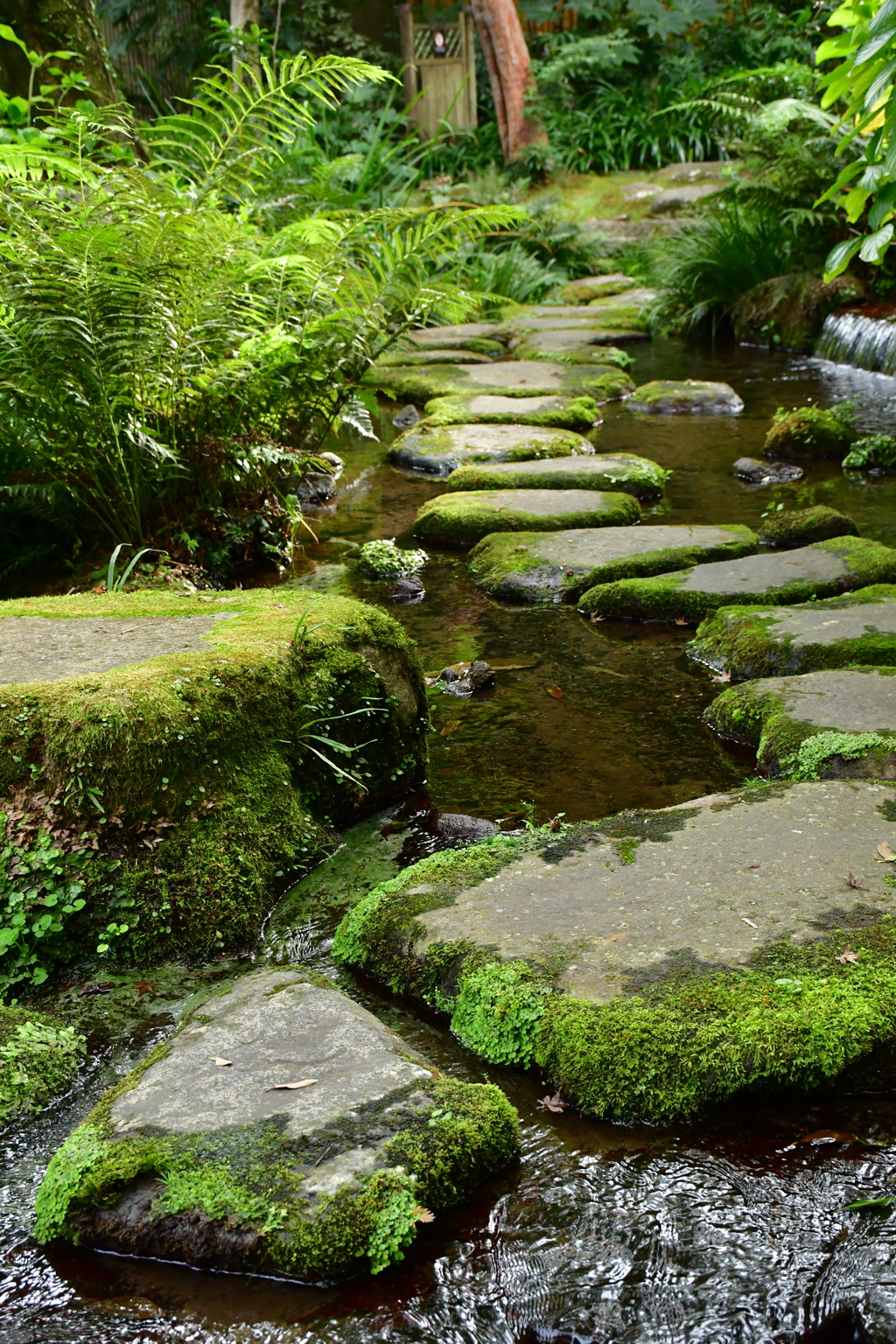 苔の道