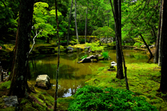 西芳寺（苔寺）の庭園②