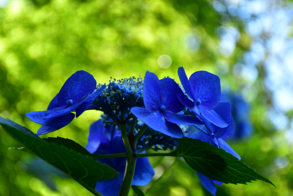 青い紫陽花