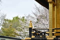 金色殿と桜