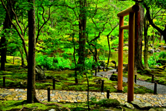 西芳寺（苔寺）の庭園①