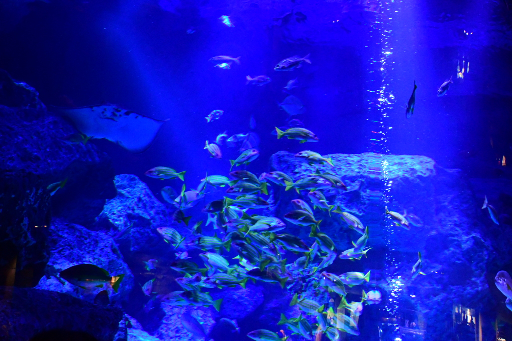 すみだ水族館_⑨