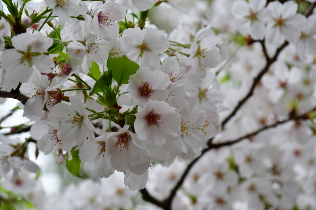 上野東照宮の桜