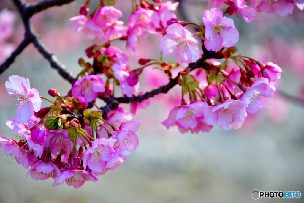 河津桜_2