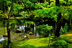 西芳寺（苔寺）の庭園④