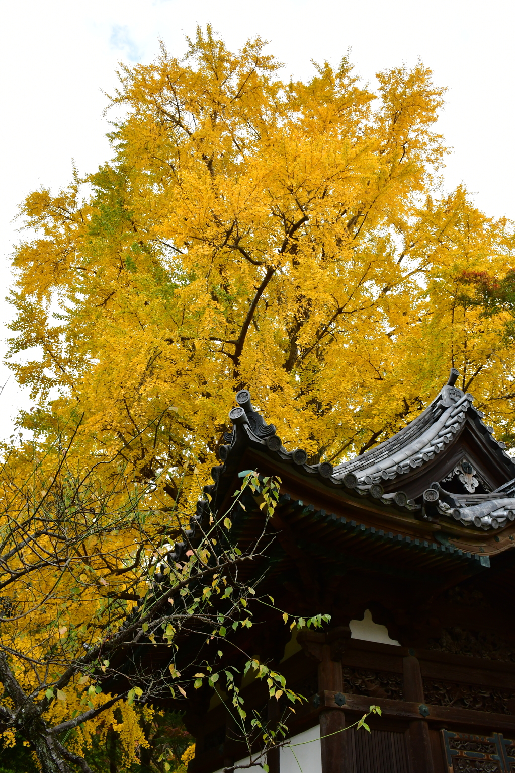 三渓園の大銀杏