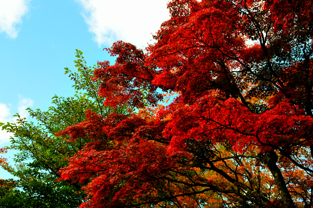 天高く燃ゆる紅葉